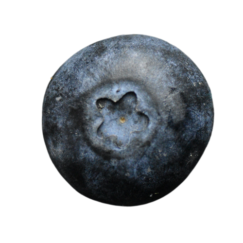 Organic Blueberry